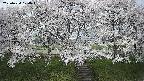 ochiai3-20250424104045.jpg