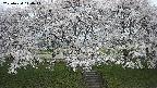 ochiai3-20250424110045.jpg