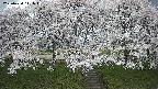 ochiai3-20250424111052.jpg