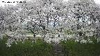 ochiai3-20250424114044.jpg