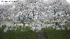 ochiai3-20250424115049.jpg