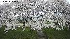 ochiai3-20250424120051.jpg