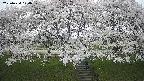 ochiai3-20250424124106.jpg