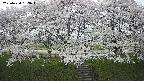 ochiai3-20250424133051.jpg