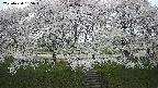 ochiai3-20250424135050.jpg