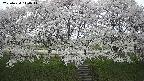 ochiai3-20250424140042.jpg