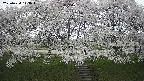 ochiai3-20250424143044.jpg
