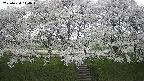 ochiai3-20250424144044.jpg