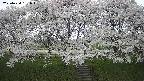 ochiai3-20250424151044.jpg