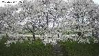 ochiai3-20250424152047.jpg