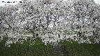 ochiai3-20250424153044.jpg