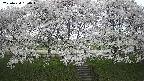 ochiai3-20250424160045.jpg