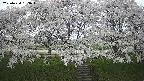 ochiai3-20250424163044.jpg