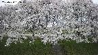 ochiai3-20250424165045.jpg