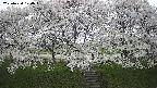 ochiai3-20250424170046.jpg