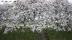 ochiai3-20250424180046.jpg