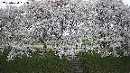 ochiai3-20250424181041.jpg