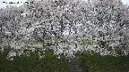 ochiai3-20250424182045.jpg