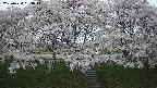 ochiai3-20250424183046.jpg