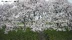 ochiai3-20250425133044.jpg