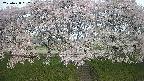 ochiai3-20250428052150.jpg