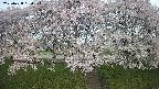 ochiai3-20250428054153.jpg