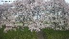 ochiai3-20250428055145.jpg