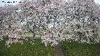 ochiai3-20250428060146.jpg