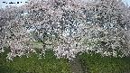 ochiai3-20250428062150.jpg