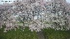 ochiai3-20250428063157.jpg