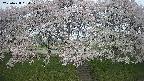 ochiai3-20250428064159.jpg