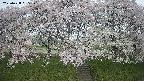 ochiai3-20250428065149.jpg