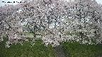 ochiai3-20250428070151.jpg