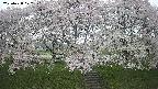 ochiai3-20250428072146.jpg