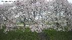 ochiai3-20250428074147.jpg