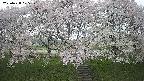 ochiai3-20250428075150.jpg