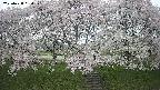 ochiai3-20250428080148.jpg