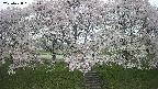 ochiai3-20250428081154.jpg