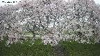 ochiai3-20250428082158.jpg