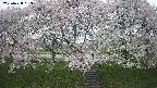 ochiai3-20250428083156.jpg