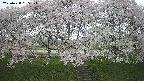 ochiai3-20250428085151.jpg