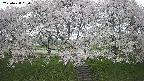 ochiai3-20250428090155.jpg