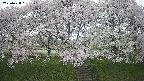 ochiai3-20250428091147.jpg