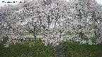 ochiai3-20250428094146.jpg