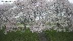 ochiai3-20250428095146.jpg