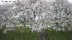 ochiai3-20250428100159.jpg