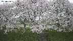 ochiai3-20250428101151.jpg