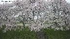 ochiai3-20250428102149.jpg