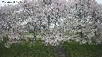 ochiai3-20250428103150.jpg