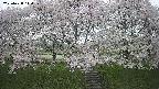 ochiai3-20250428110146.jpg